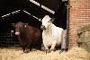 Gressenhall Cows 720