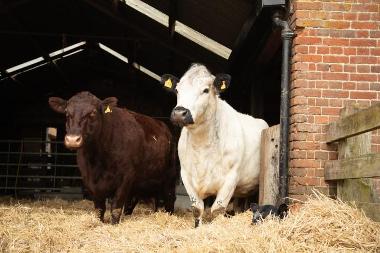 Gressenhall Cows 720