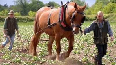 Two people and a work horse ploughing a field