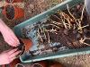 Potting plants