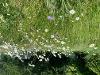 Wild flowers