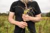Hands holding wheat in a field