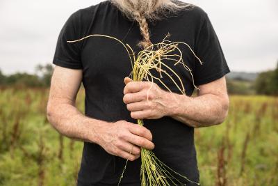 Hands holding wheat in a field